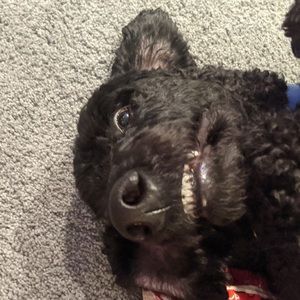 Meet your Posher, Abby